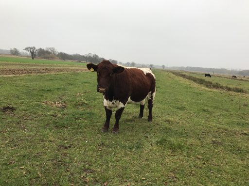 atomic heart mother tour friesland